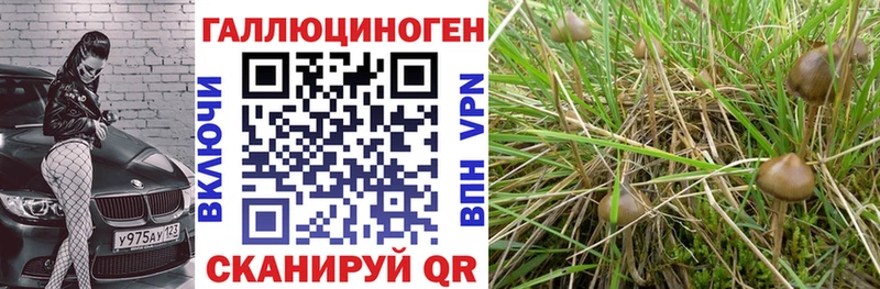 Псилоцибиновые грибы GOLDEN TEACHER  Купить где  Шилка 